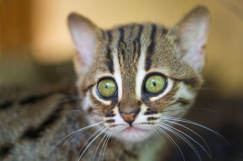 Illustration for article titled ZOMG BABY RUSTY-SPOTTED CATS!!!